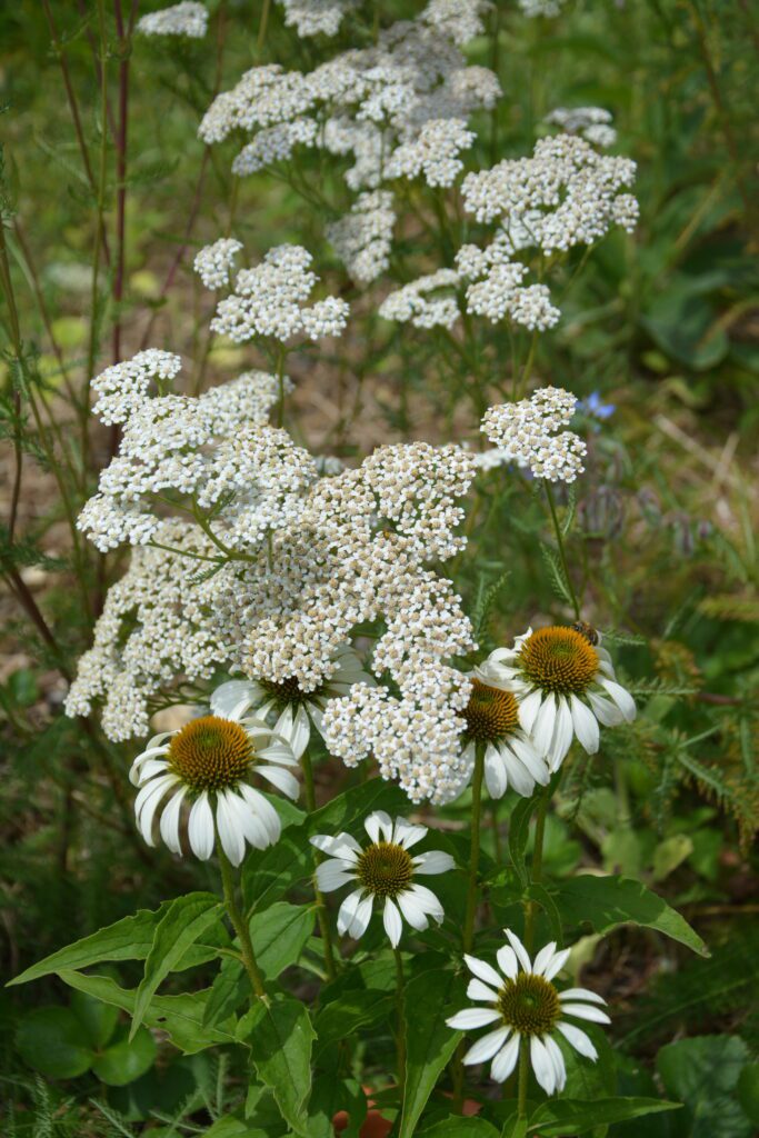 Duizendblad en Echinacea combinatieteelt