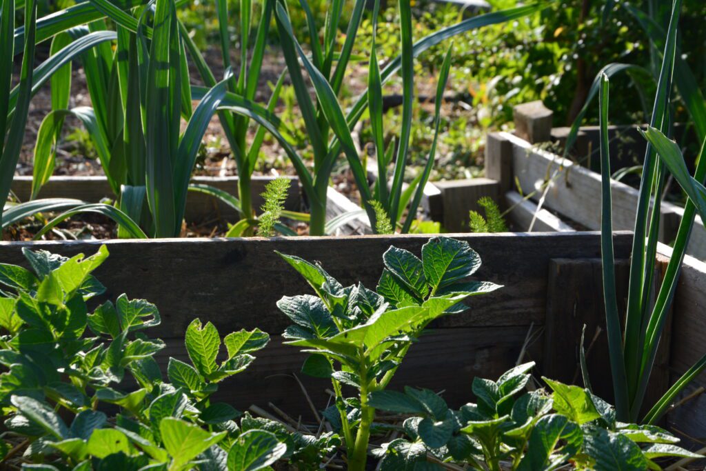 Moestuinbak met prei en aardappel, in de tuin van Marith Buijs, oprichter van Sol Solide Permacultuur