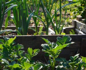 Moestuinbak met prei en aardappel, in de tuin van Marith Buijs, oprichter van Sol Solide Permacultuur