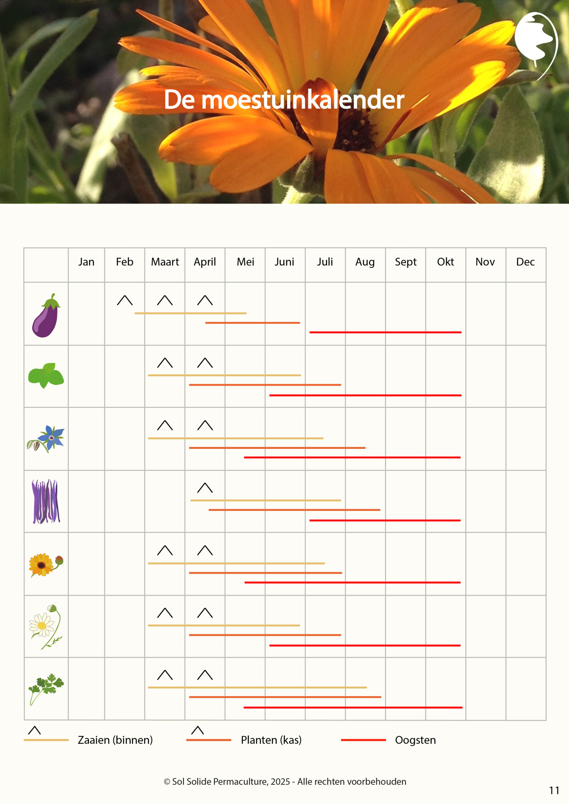 Tomaten, paprika's & pepers - lente & zomer - moestuinbedontwerp - Afbeelding 4