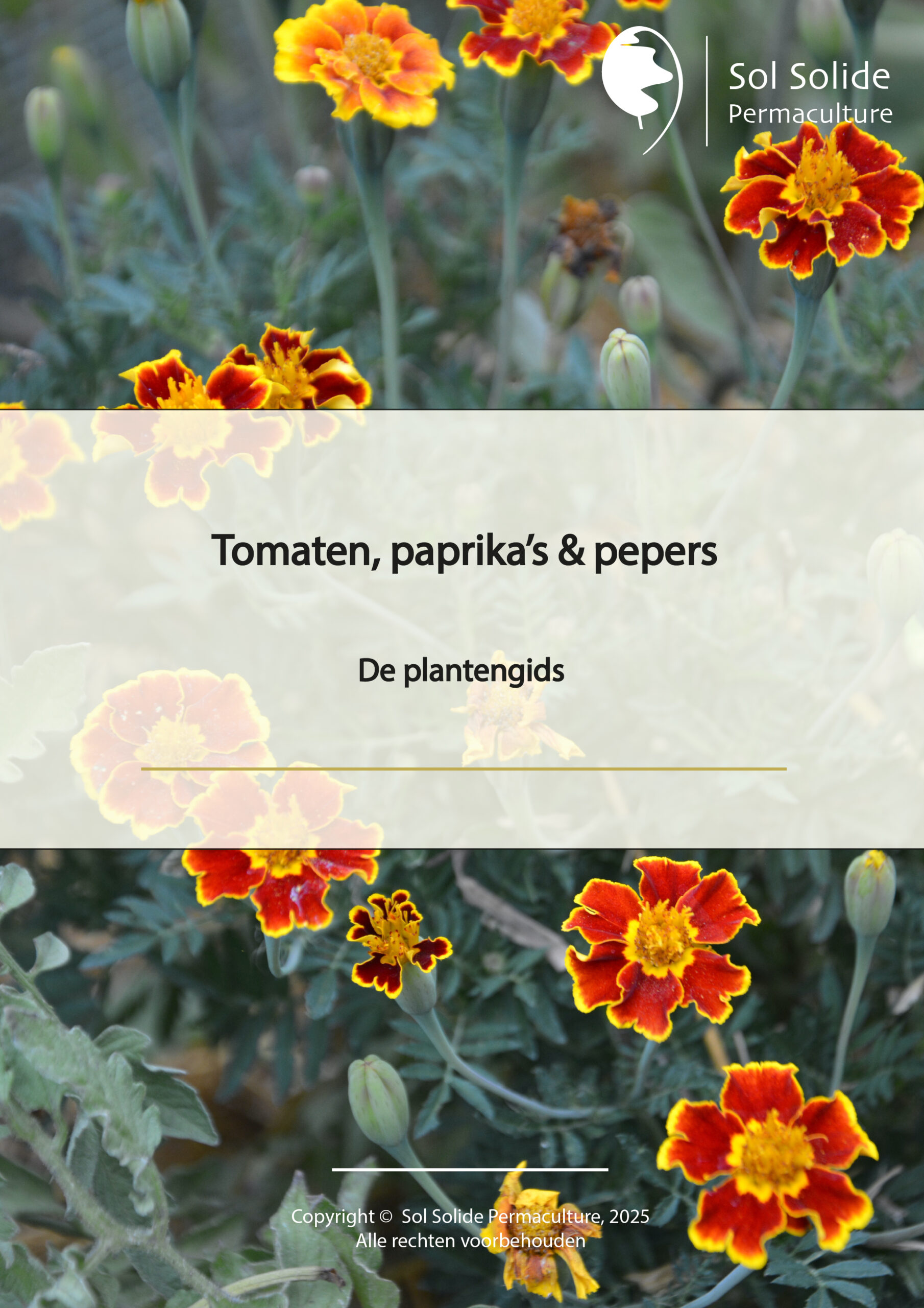 Tomaten, paprika's & pepers - lente & zomer - moestuinbedontwerp - Afbeelding 5