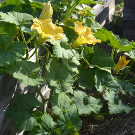 Blad en bloem van pompoen
