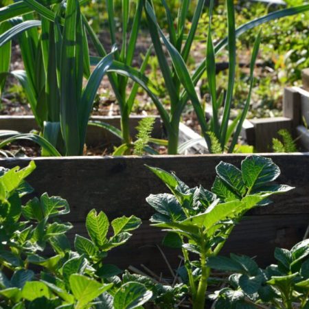 Moestuinbak met prei en aardappel, in de tuin van Marith Buijs, oprichter van Sol Solide Permacultuur