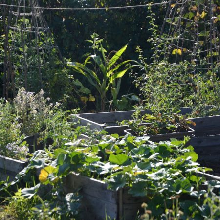 Eetbare tuin van Sol Solide Permacultuur