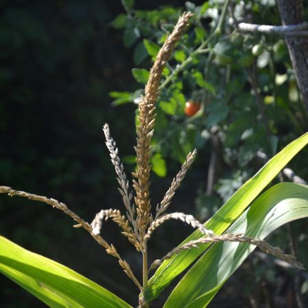 Mais in de eetbare tuin van Sol Solide Permacultuur