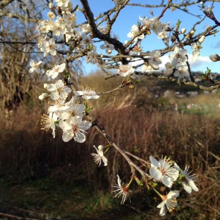 Plum flowers in permaculture garden Sol Solide permaculture
