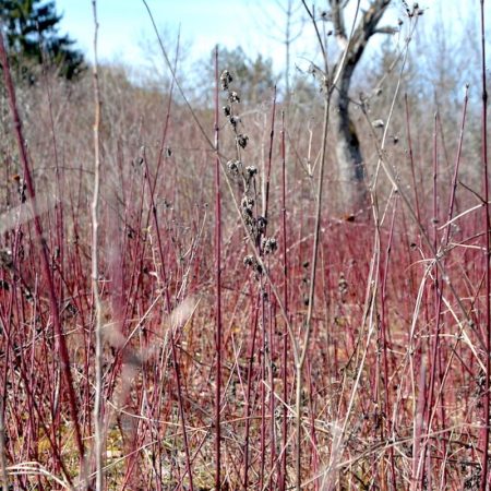 Red dogwood twigs