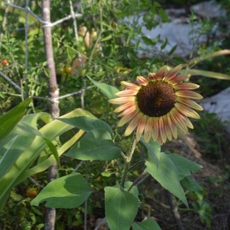 Zonnebloem
