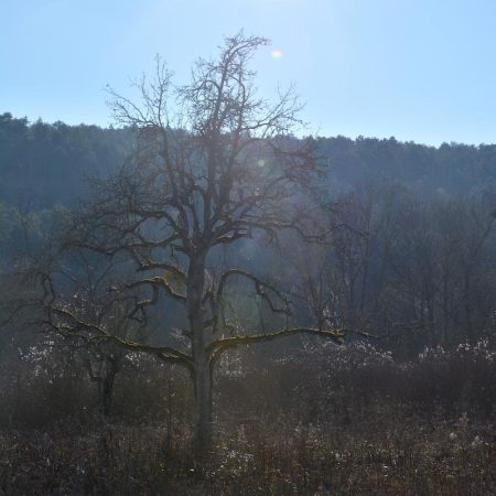 Old pear tree