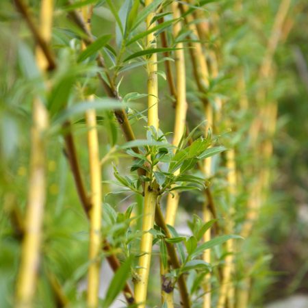 Willow3 kopie